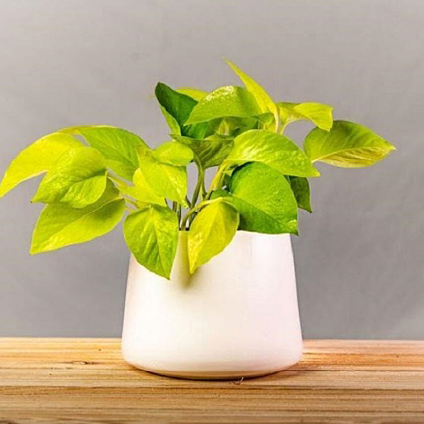 Neon Pothos Plants