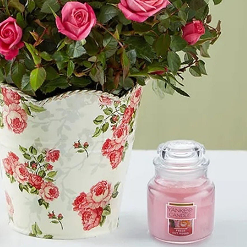 Pamper With Rose
