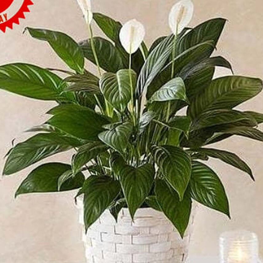 Peace Lily Plant