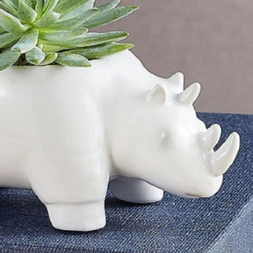 نبتة منزلية في أصيص وحيد القرن