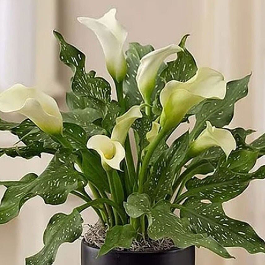 Sophisticated White Calla Lily