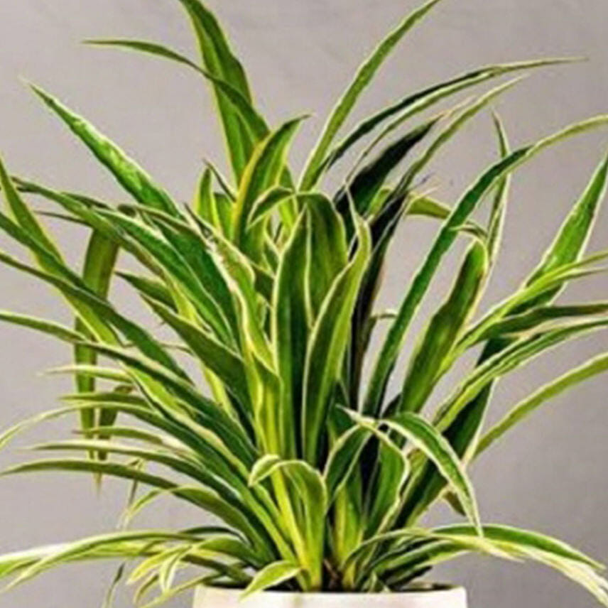 Spider Plants
