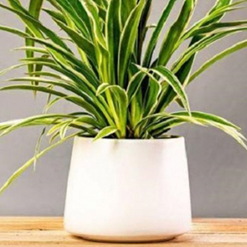 Spider Plants