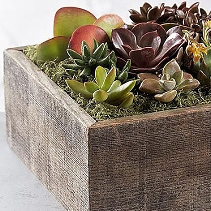 Succulent Centerpiece