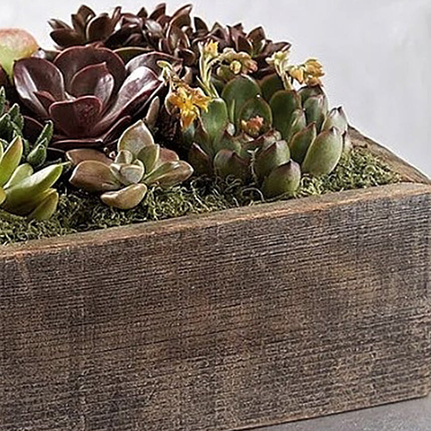 Succulent Centerpiece