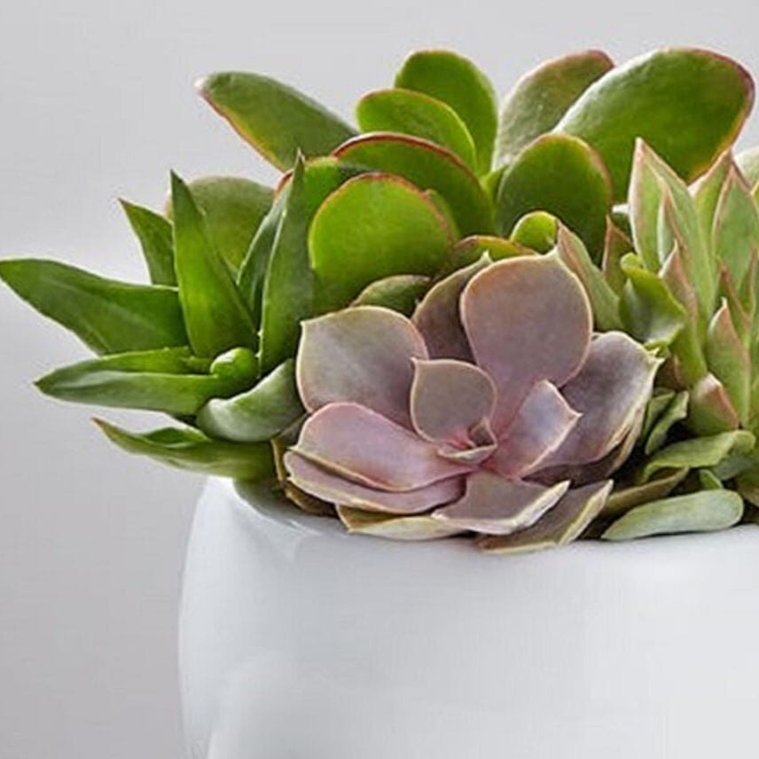 Unique Succulent Garden