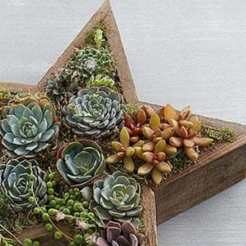 Wood Star Succulent