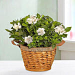 Blooming Gardenia Plant In Basket