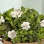 Blooming Gardenia Plant In Basket