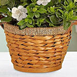 Blooming Gardenia Plant In Basket