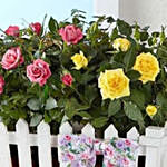 Charming Rose Garden
