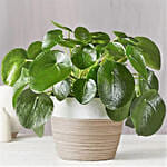 Chinese Money Plant