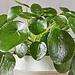 Chinese Money Plant