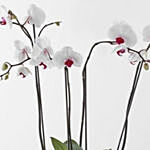 Elegant Orchid Garden