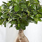 Ginseng Grafted Ficus