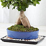 Ginseng Grafted Ficus