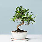 Golden Gate Ficus Bonsai