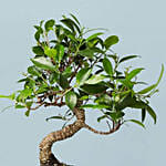 Golden Gate Ficus Bonsai