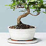 Golden Gate Ficus Bonsai