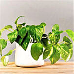 Golden Pothos Plants