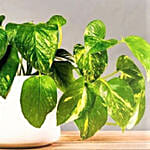 Golden Pothos Plants