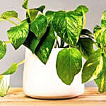 Golden Pothos Plants