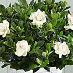 Grand Gardenia