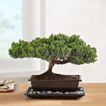 Juniper Bonsai