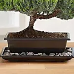 Juniper Bonsai