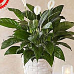 Peace Lily Plant