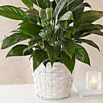 Peace Lily Plant