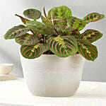 Red Maranta Prayer Plant