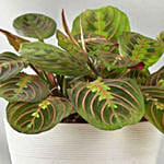 Red Maranta Prayer Plant