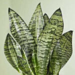 Snake Plant