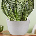 Snake Plant