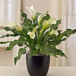 Sophisticated White Calla Lily