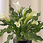 Sophisticated White Calla Lily