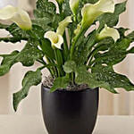 Sophisticated White Calla Lily