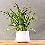 Spider Plants