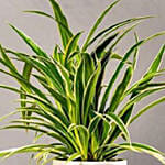 Spider Plants