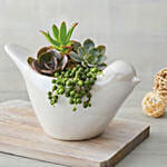 Succulents In Dove Planter