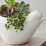 Succulents In Dove Planter