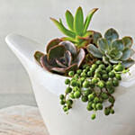 Succulents In Dove Planter