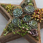 Wood Star Succulent