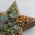 Wood Star Succulent