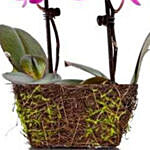 Wood Twig Mini Duo Orchid