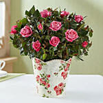Budding Rose Plant