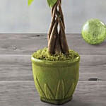 Money Tree