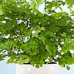 Maiden Hair Fern