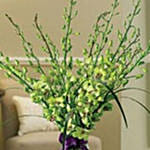 Outrageous Orchids